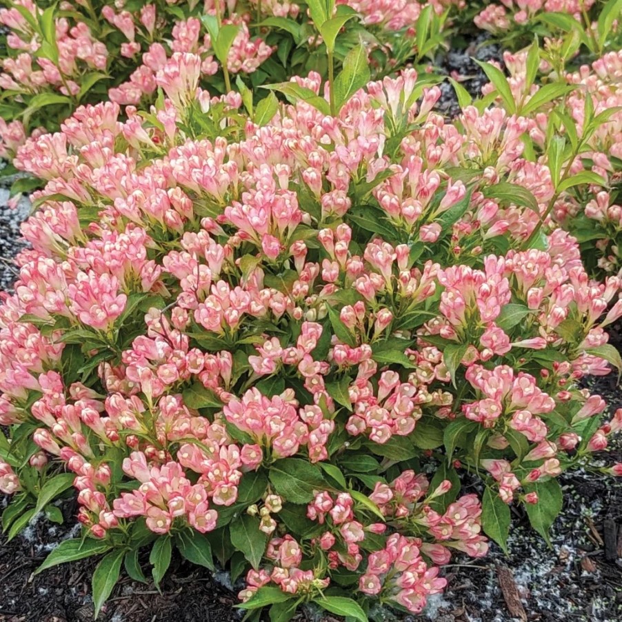 Zwerg-Weigelie - Weigela florida 'All Summer Peach' 25-30cm