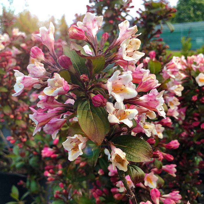 Liebliche Zwerg-Weigelie - Weigela florida 'Vintage Love' 25-30cm