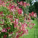 Geißschlinge / Immergrünes Geißblatt - Lonicera henryi 40-60cm