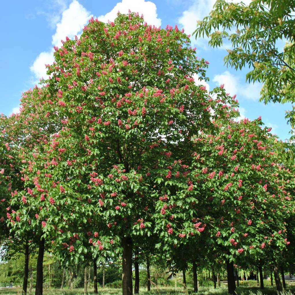 Rotblühende Roßkastanie / Edelkastanie - Aesculus carnea 'Briotii' Stammumfang 8-10cm