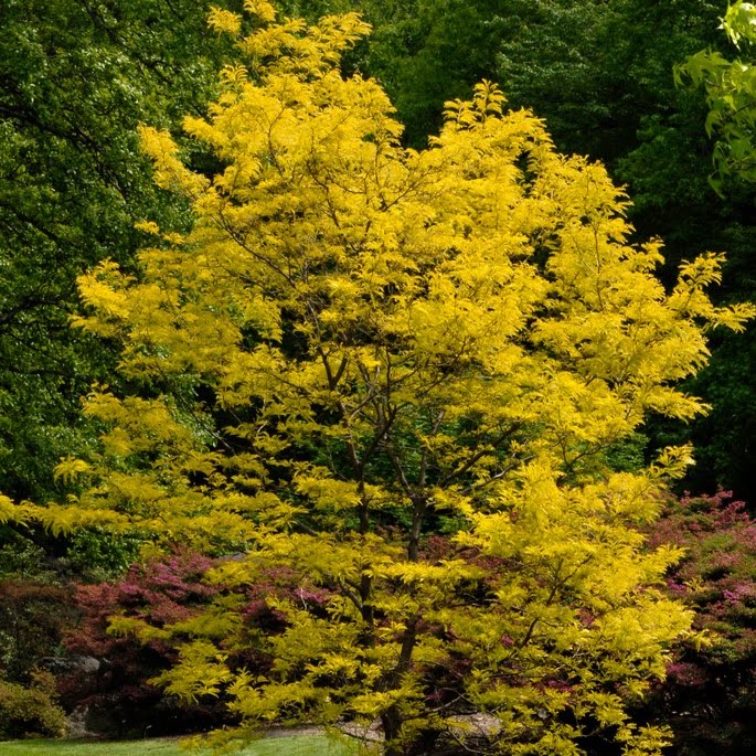 Amerikanische Gleditschie / Gold-Gleditschie - Gleditsia triacanthos 'Sunburst' Stammumfang 6-8cm