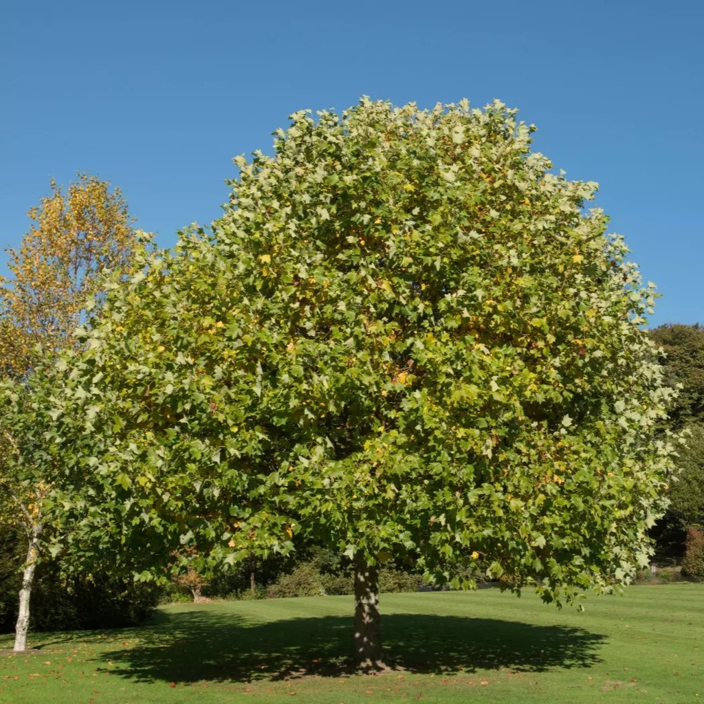 Tulpenbaum -Liriodendron tulipifera Stammumfang 6-8cm