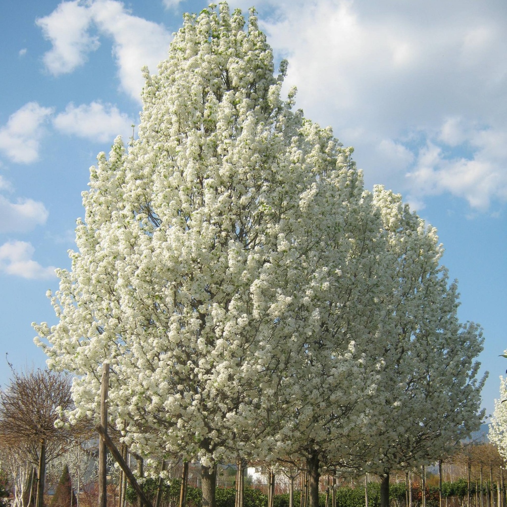 Chinesische Wildbirne / Stadtbirne - Pyrus calleryana 'Chanticleer' Stammumfang 8-10cm