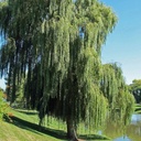 Trauerweide / Hängeweide - Salix sepulcralis 'Chrysocomoa' / 'Tristis' Stammumfang 8-10cm