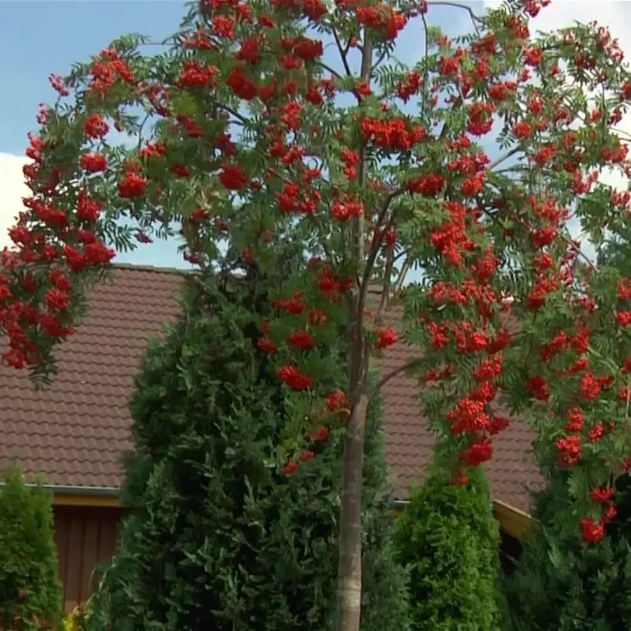 Essbare Vogelbeere / Eberesche - Sorbus aucuparia 'Edulis' Stammumfang 8-10cm