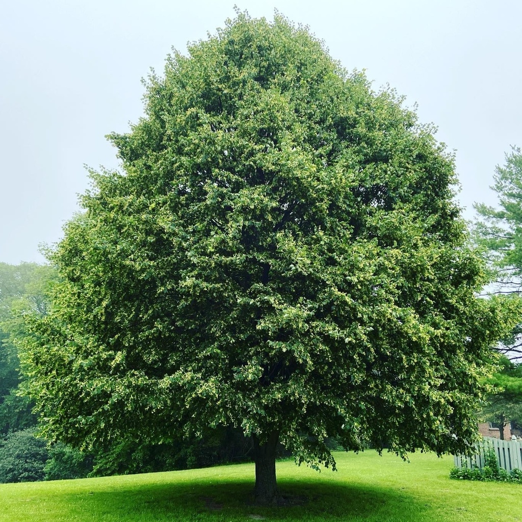 Winterlinde / Amerikanische Stadtlinde - Tilia cordata 'Greenspire' Stammumfang 8-10cm