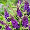 Zwerg-Schmetterlingsflieder / Zwerg-Sommerflieder - Buddleja davidii 'Butterfly Candy®Little Purple' C3