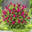 Zwerg-Schmetterlingsflieder / Zwerg-Sommerflieder - Buddleja davidii 'Butterfly Candy®Little Ruby' C3