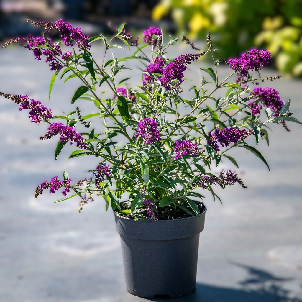 Zwerg-Schmetterlingsflieder / Zwerg-Sommerflieder - Buddleja davidii 'BUZZ®Magenta' C3