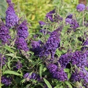 Zwerg-Schmetterlingsflieder / Zwerg-Sommerflieder - Buddleja davidii 'BUZZ®Midnight' C3