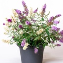 Zwerg-Schmetterlingsflieder / Zwerg-Sommerflieder - Buddleja davidii 'BUZZ®Trio' C3