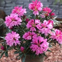 Rhododendron 'Graziella' 30-40cm