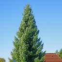 Picea omorika_1.jpg