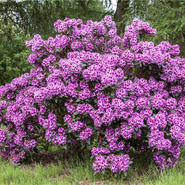 Rhododendron 'Pfauenauge'® 25-30cm