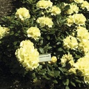 Rhododendron 'Centennial Gold' 30-40cm