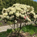 Rhododendron 'Goldbukett' 50-60cm