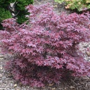 Fächer-Ahorn - Acer palmatum 'Hime-Shojoh' 40-50cm