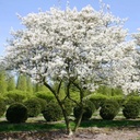 Essbare Felsenbirne - Amelanchier laevis 'Ballerina' 60-80cm