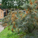 Sanddorn - Hippophae rhamnoides 'Friesdorfer Orange' 30-40cm