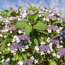 Fellhortensie / Samthortensie - Hydrangea aspera  'Macrophylla' 30-40cm