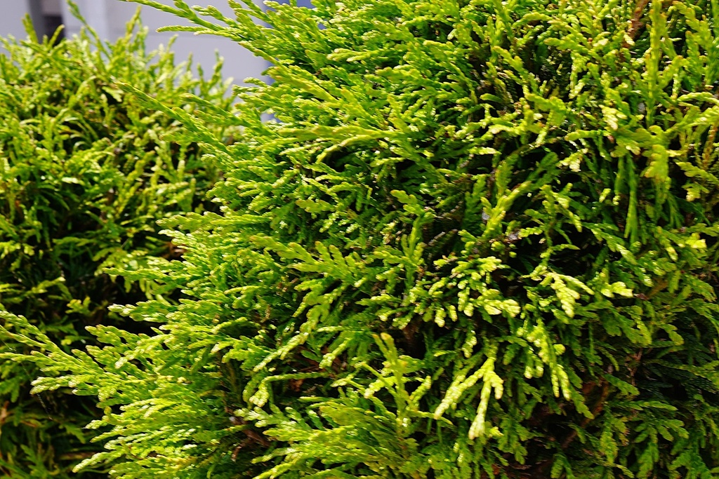 Riesen-Lebensbaum / Thuja plicata