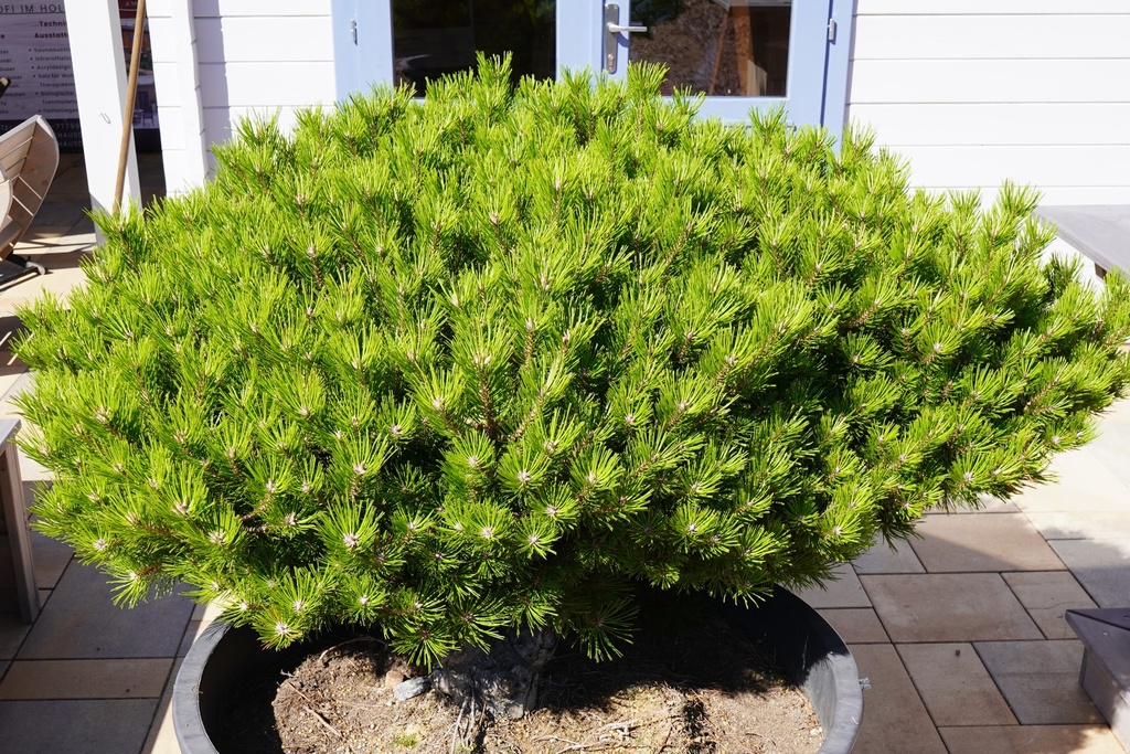 Japanische Strauchkiefer - Pinus densiflora 'Jane Kluis'