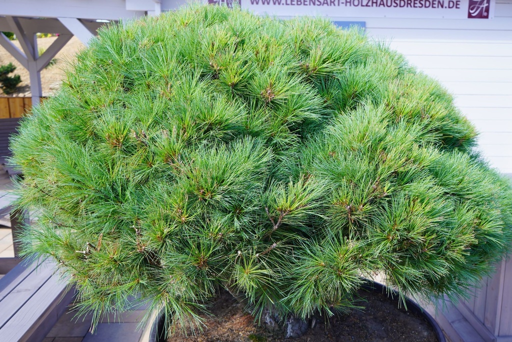 Zwergseidenkiefer - Pinus strobus 'Minima Canada'