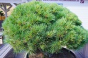 Zwergseidenkiefer - Pinus strobus 'Minima Canada'