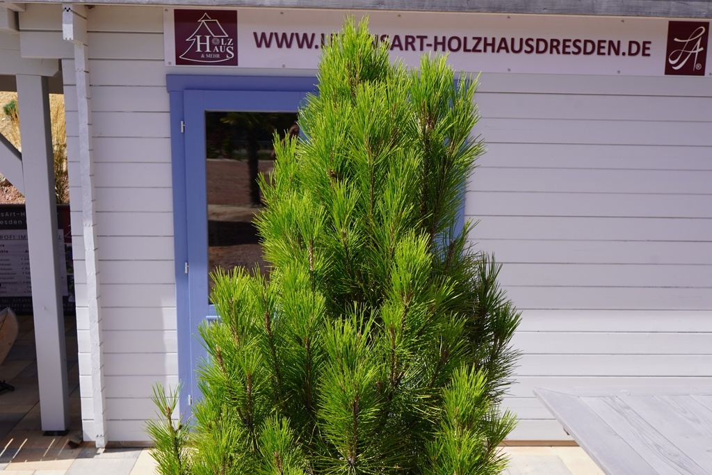 Japanische Säulenrotkiefer - Pinus densiflora 'Fastigiata'