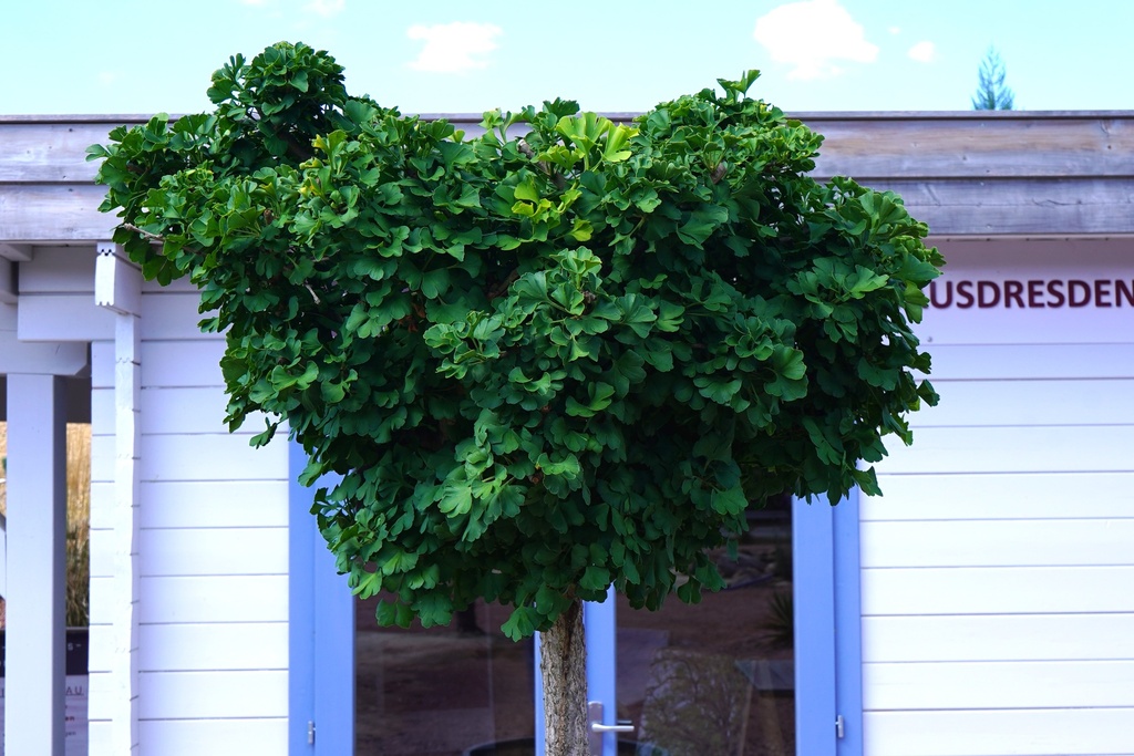 Fächerblattbaum - Ginkgo biloba 'Mariken'