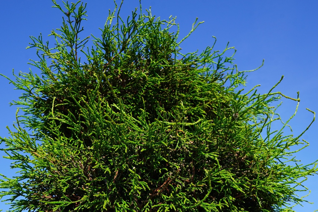 Korallenzypresse - Chamaecyparis obtusa 'Coralliformis'