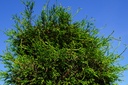 Korallenzypresse - Chamaecyparis obtusa 'Coralliformis'