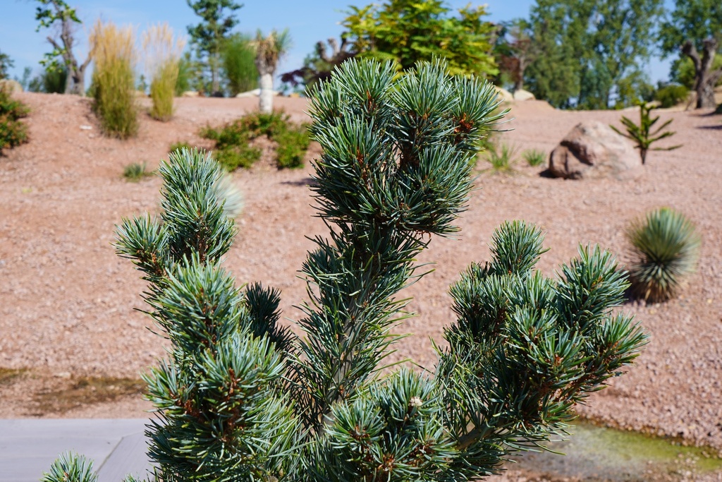 Japanische Weißkiefer - Pinus parviflora 'AOI Nishiki'