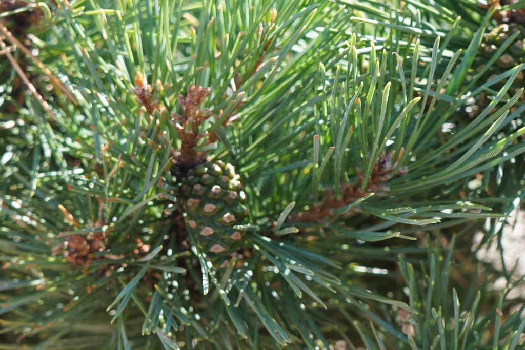 Silberkiefer - Pinus sylvestris 'Watereri'