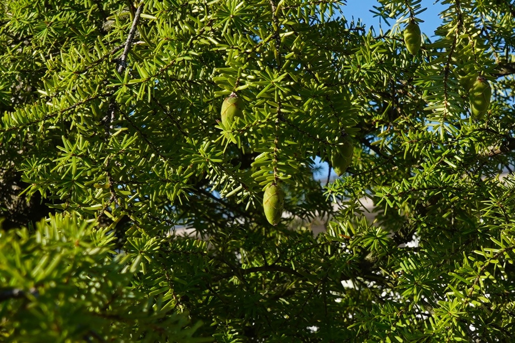 Carolina Hemlocktanne - Tsuga caroliniana