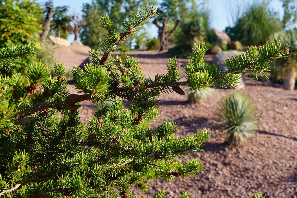 Banks-Kiefer - Pinus banksiana