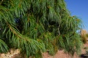 Hänge-Seidenkiefer - Pinus strobus 'Pendula'