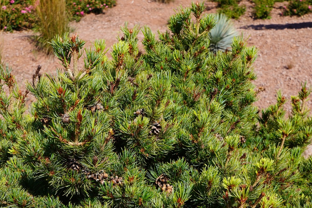 Zwerg-Mädchenkiefer - Pinus parviflora 'M-PAR 6'