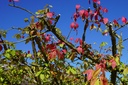 Flügel-Spindelstrauch / "Brennender Busch" - Euonymus alatus