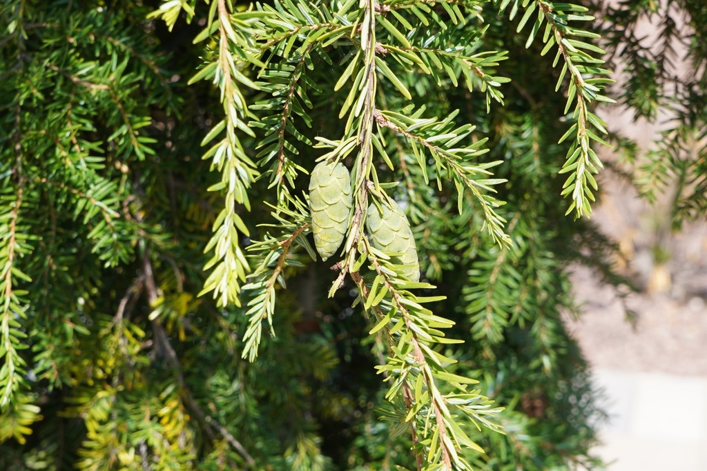 Hänge-Heimlocktanne - Tsuga canadensis 'Pendula'