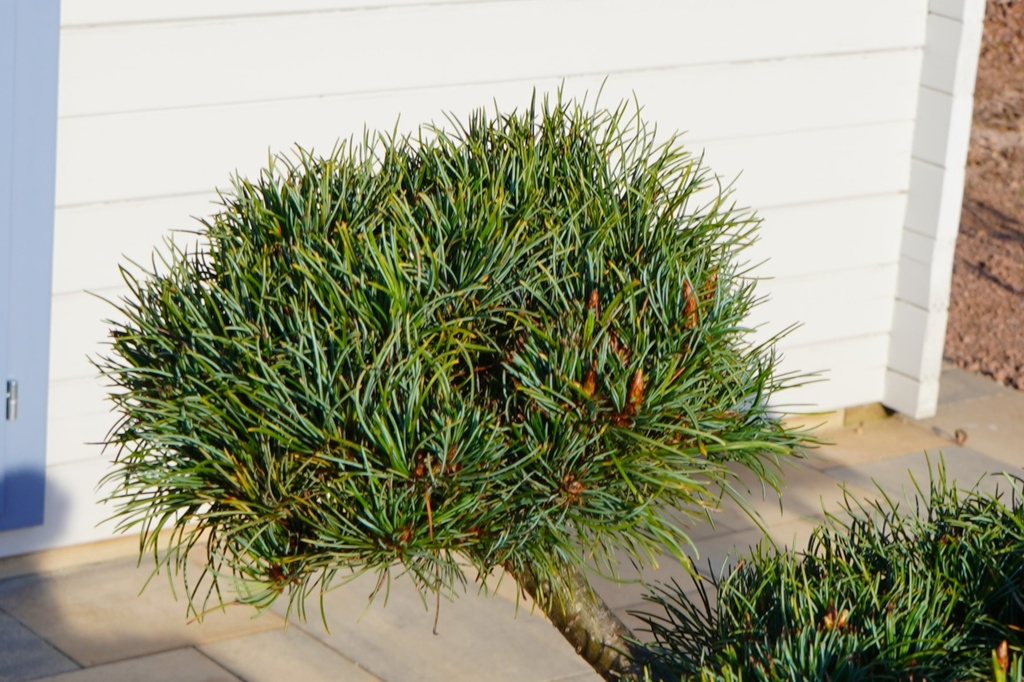 Japanische Weißkiefer - Pinus parviflora #Bonsai