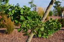 Fächerblattbaum - Ginkgo biloba  #Bonsai