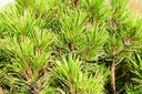 Japanische Kugelrotkiefer - Pinus densiflora 'Globosa'