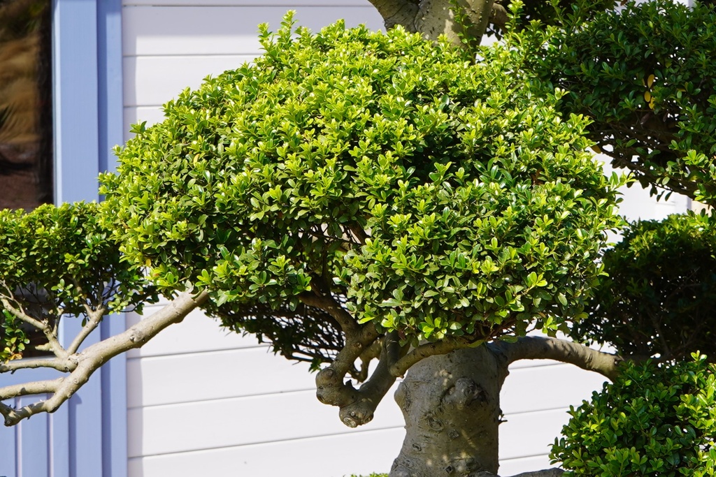 Japanische Stechpalme - Ilex crenata