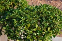 Stechpalme - Ilex meserveae