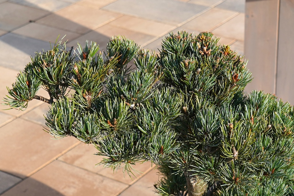 Japanische Weißkiefer - Pinus parviflora