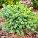 Picea pungens 'IB's Broom'_1.jpg