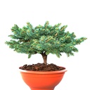 Picea pungens 'IB's Broom'_1.jpg