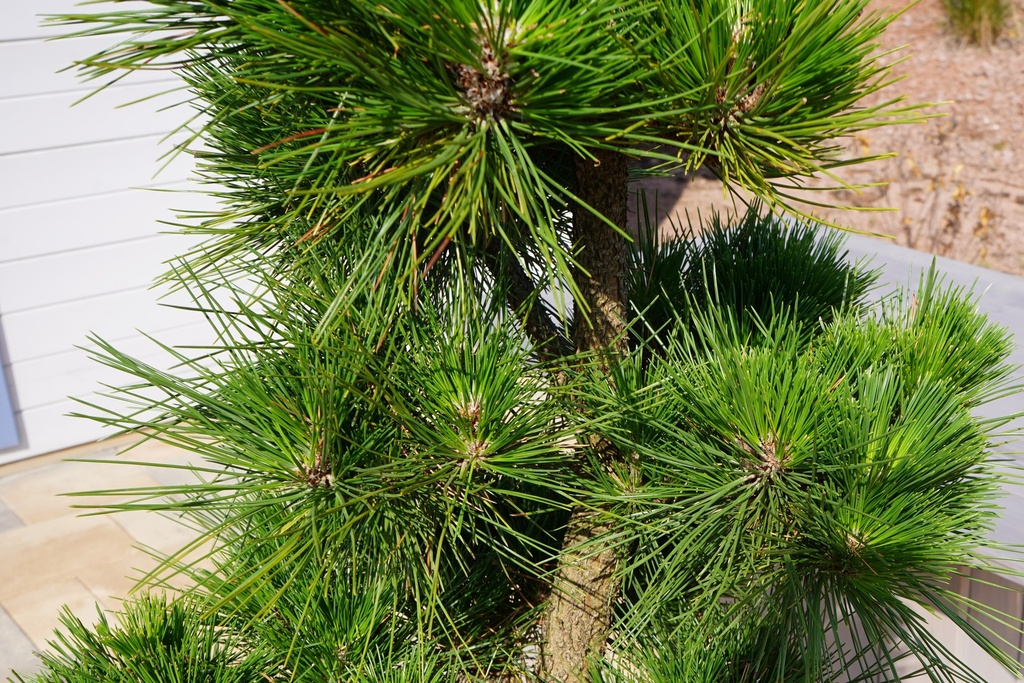 Japanische Schwarzkiefer - Pinus thunbergii 'Thunderhead'