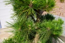 Japanische Schwarzkiefer - Pinus thunbergii 'Thunderhead'